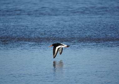Oyster Catcher in flight