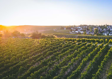 Vineyard in Traisen