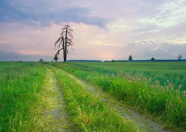 Cereal Plant Sunlight Sun