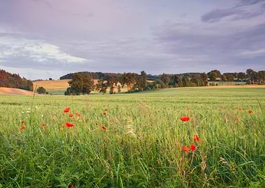 Red Sun Sky Tree Dusk Blue