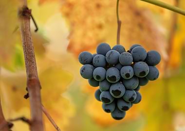 Autumnal Grapes