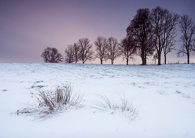 Snow Sun Winter Field Suns