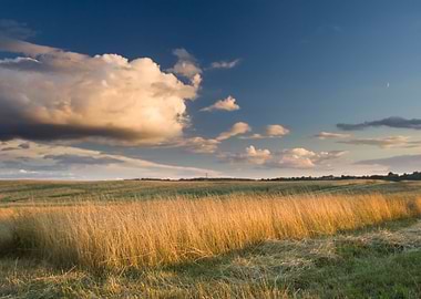 Rye Harvest Growth Grow Se