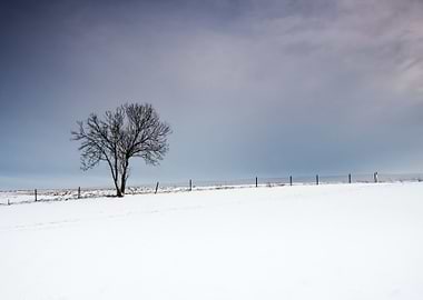 Snow Sun Winter Field Suns