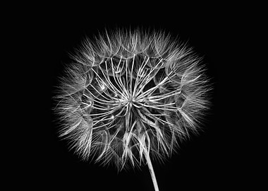 Dandelion black and white