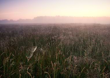 Fog Sky Tree Hazy View Dus