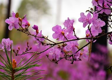 Branch of a flowering