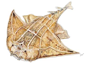 Angel shark Squatina