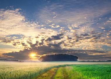 Cereal Plant Sunlight Sun