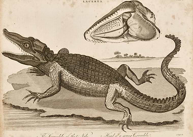 Untitled (crocodile).jpg