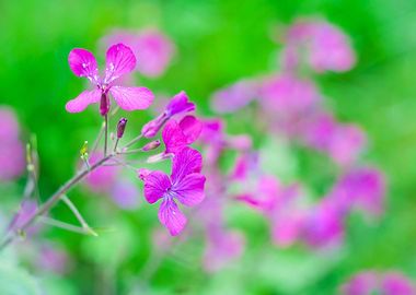 Nature Pink Garden Field F