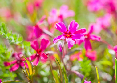 Nature Pink Garden Field F
