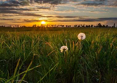 Dandelion Flower Sunset Me