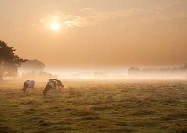 Cow Field Autumn Sunlight