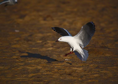 Seagull Coming In To Land