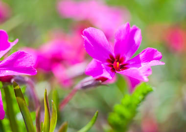 Nature Pink Garden Field F