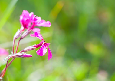 Nature Pink Garden Field F