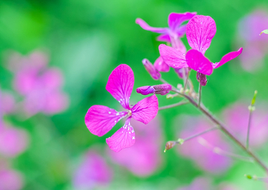 Nature Pink Garden Field F