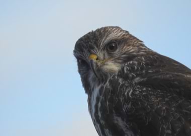 Buzzard Looking For Prey