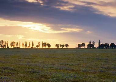 Sun One Lit Sky Oak Tree V