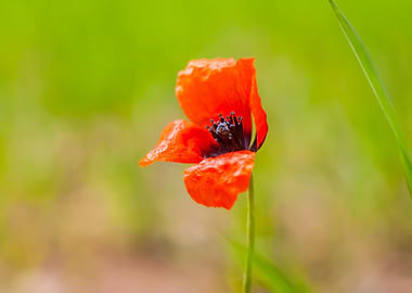 Nature Garden Meadow Agric