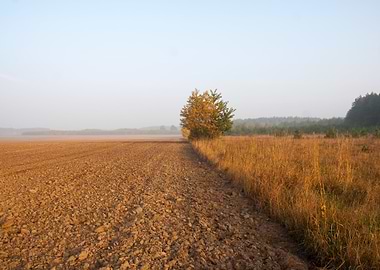 Outdoor Grow Vibrant Storm