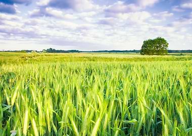 Cereal Plant Sunlight Sun