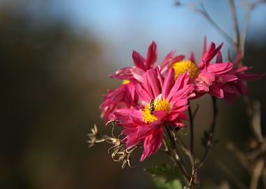 Rote Chrysantheme Fotograf