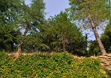 The middle of the forest