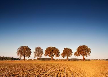 Ground Fog Soil Foggy Agri