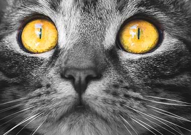 Yellow Eyes Cat