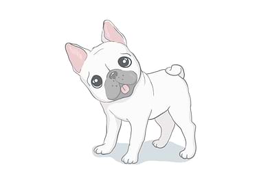 Cute french bulldog