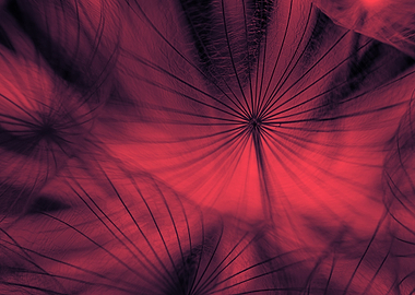 Red dandelion macro shot