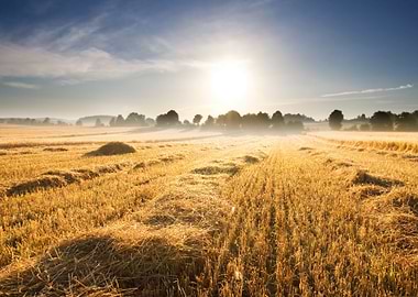 Field Corn Sun Harvest Cro