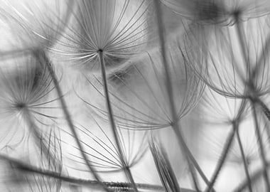 Dandelion macro shot