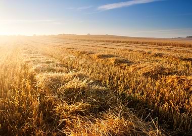 Field Corn Sun Harvest Cro