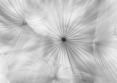 Dandelion macro shot