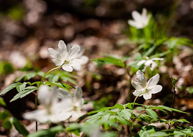Wood Closeup Meadow Green