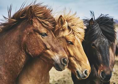 Three Horses Animals
