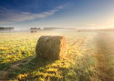 Outdoor Grow Vibrant Storm