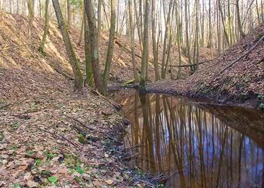 Polish Sunlight Tree Town