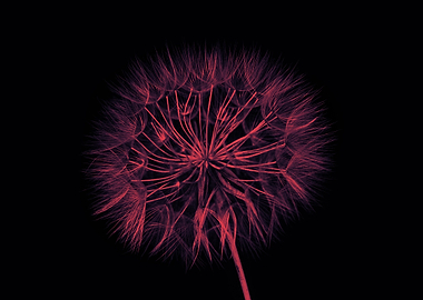 Red dandelion macro shot