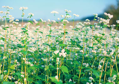 Agriculture Bloom Blossom