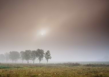 Outdoor Sunlight Fog Tree