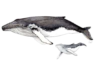 Atlantic humpback whales