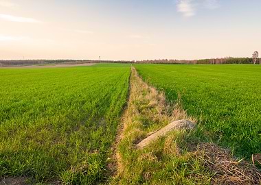 Field Wheat Horizontal Gre