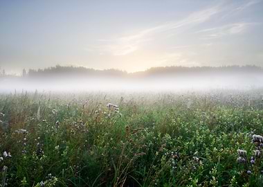 Sunset Meadow Farm Outdoor