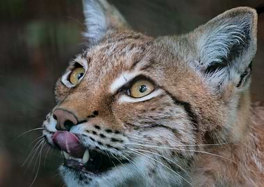 Lynx