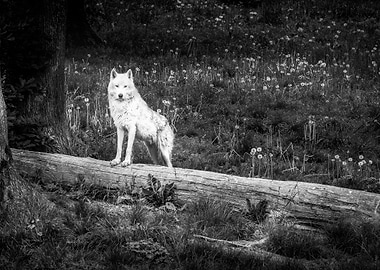 White Wolf