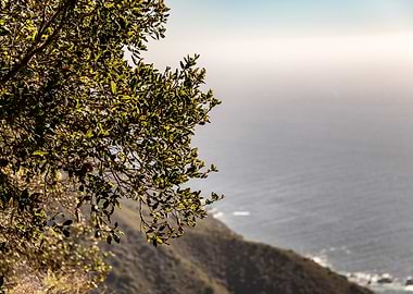 Oak Leaves over Pacific